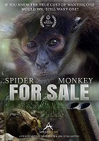 Spider Monkey for Sale