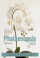 Phalaenopsis Alba