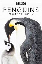 Tučňáci - setkání s rodinou
